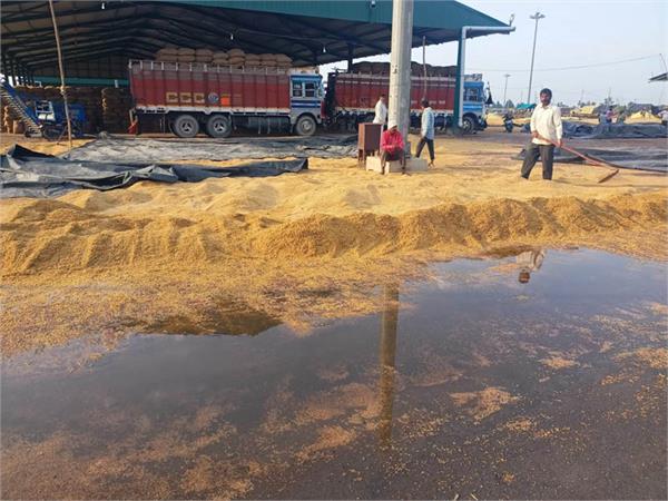 heavy rain and hailstorms damaged farmers   crops