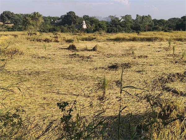 unseasonal rain damaged the farmers   ripened paddy crop 