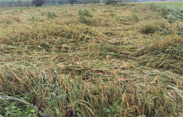 unseasonal rain in punjab farmers destroyed paddy crop