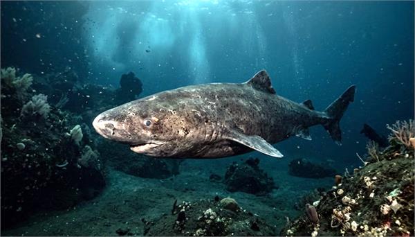 voices raised to save the greenland shark