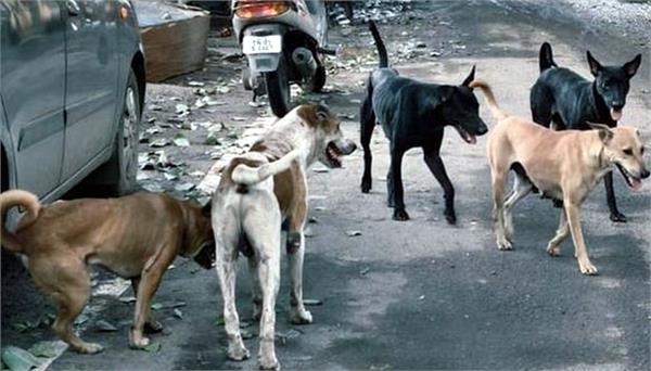 more than 100 stray dogs were poisoned in this village