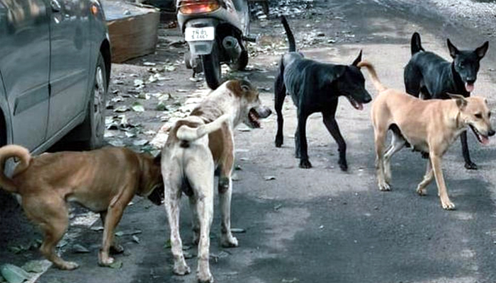 ਇਨਸਾਨੀਅਤ ਸ਼ਰਮਸਾਰ: ਇਸ ਪਿੰਡ ''ਚ 100 ਤੋਂ ਵੱਧ ਅਵਾਰਾ ਕੁੱਤਿਆਂ ਨੂੰ ਦਿੱਤਾ ਗਿਆ ਜ਼ਹਿਰ
