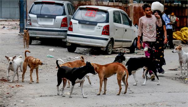 300 more stray dogs killed by lethal injection in telangana