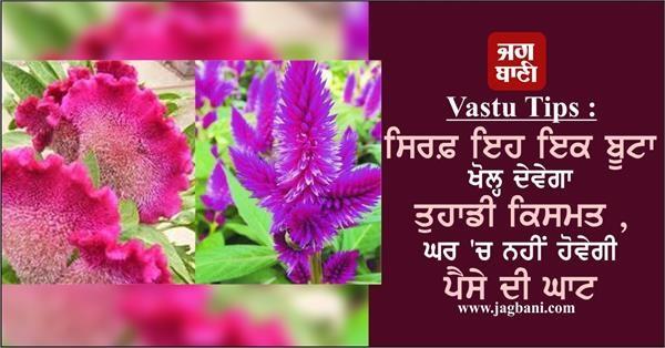 vastu tips  just this one plant will open your luck