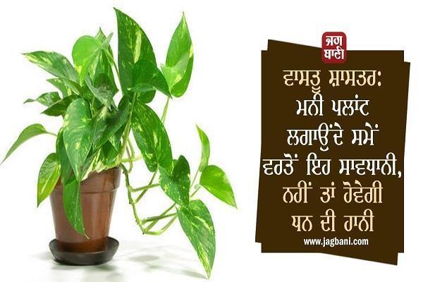 vastu shastra precaution money plant loss of money