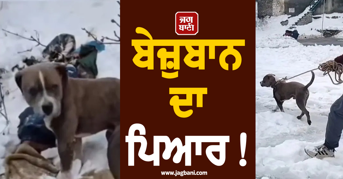 ਬੇਜ਼ੁਬਾਨ ਦਾ ਪਿਆਰ ! ਮਾਲਕ ਦੀ ਮੌਤ ਮਗਰੋਂ 4 ਦਿਨ ਬਰਫ਼ ''ਚ ਲਾਸ਼ ਕੋਲ ਬੈਠਾ ਰਿਹਾ ''ਪਿਟਬੁੱਲ''