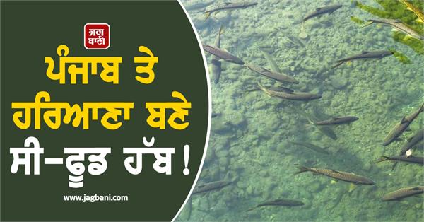 punjab and haryana have become seafood hubs