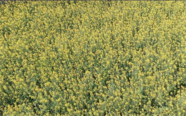rain mars basant panchami festival