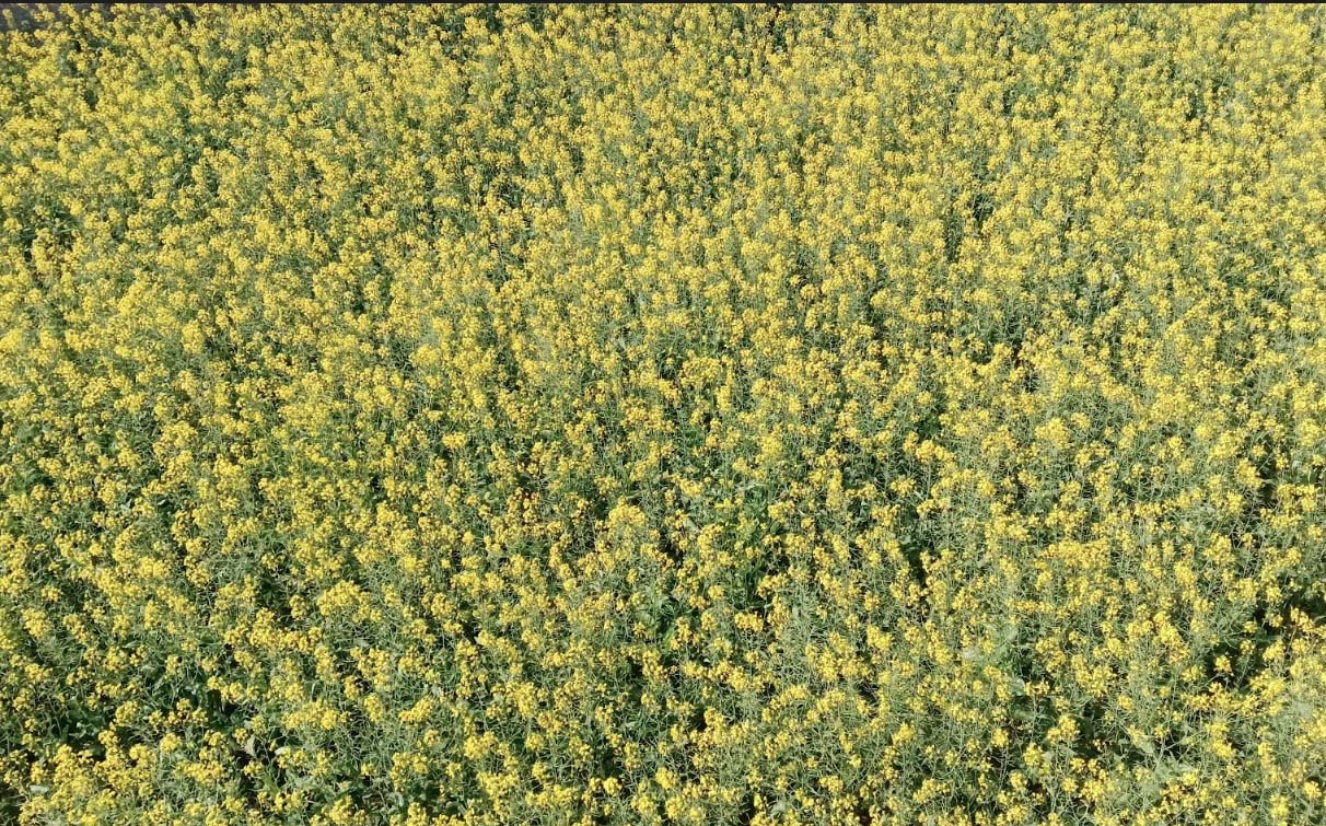 ਬਾਰਿਸ਼ ਨੇ ਬਸੰਤ ਪੰਚਮੀ ਦਾ ਤਿਉਹਾਰ ਕੀਤਾ ਫਿੱਕਾ