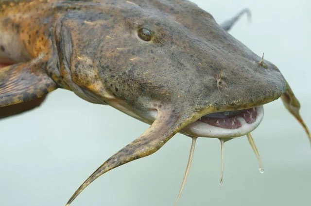 ਪੌਣੇ 6 ਫੁੱਟ ਲੰਬੀ ਅਤੇ 104 ਕਿਲੋ ਵਜ਼ਨੀ ਮੱਛੀ ਬਣੀ ਖਿੱਚ ਦਾ ਕੇਂਦਰ