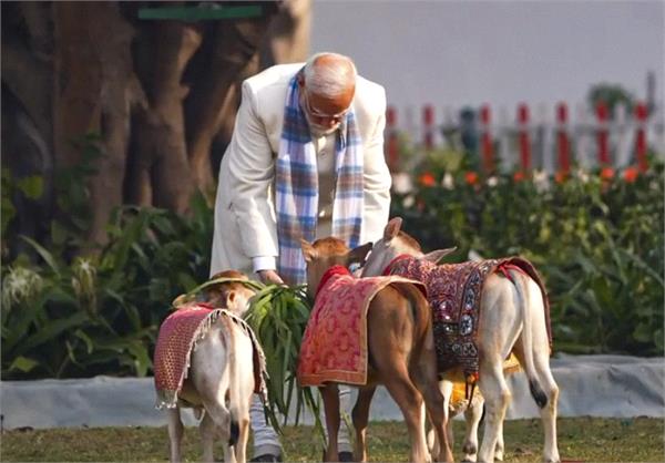 pm narendra modi feeds cows