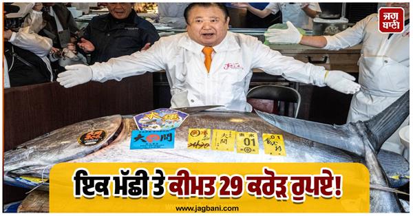 is it a fish or a walking treasure 