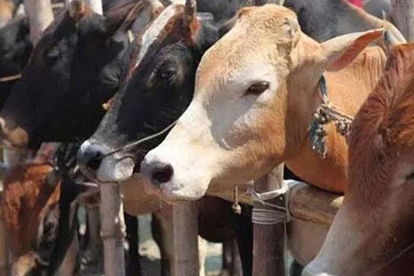 ਗਊਸ਼ਾਲਾ ’ਚ ਮਰੀਆਂ ਹੋਈਆਂ ਗਾਵਾਂ ਮਿਲਣ ਕਾਰਨ ਹੜਕੰਪ, ਸਸਕਾਰ ਕਰਨ ਵਾਲੀ ਮਸ਼ੀਨ ਖ਼ਰਾਬ