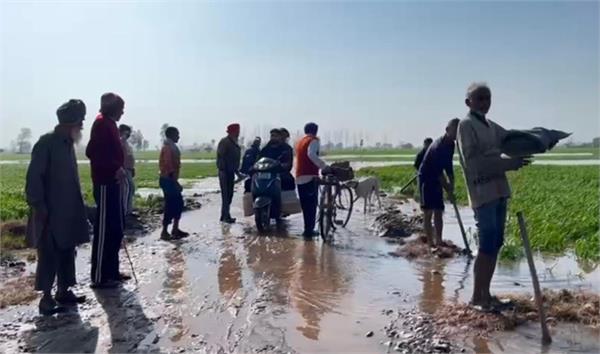 one day of rain destroys 150 acres of wheat crop in border village