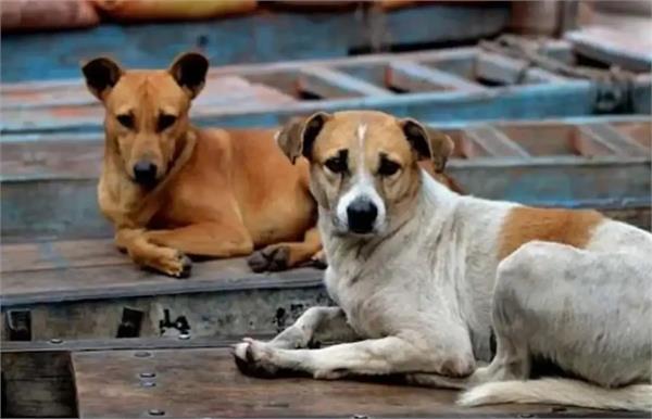 stray dogs  issue  government  aam aadmi party  fir