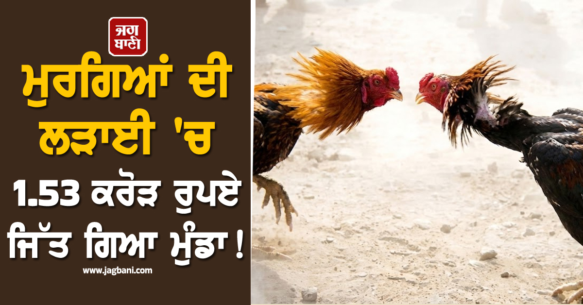 ਮੁਰਗਿਆਂ ਦੀ ਲੜਾਈ ''ਚ 1.53 ਕਰੋੜ ਰੁਪਏ ਜਿੱਤ ਗਿਆ ਮੁੰਡਾ ! ਹੈਰਾਨ ਕਰ ਦੇਵੇਗੀ ਪੂਰੀ ਖ਼ਬਰ