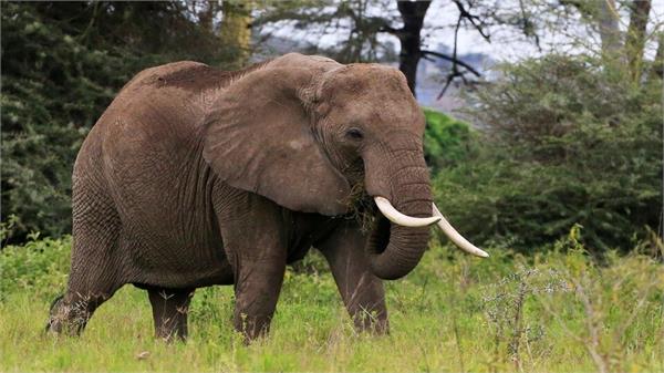 boakro jharkhand elephant drags vegetable vendor