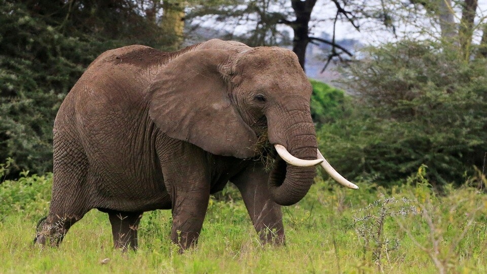 ਬੋਕਾਰੋ ''ਚ ਹਾਥੀਆਂ ਦੀ ਦਹਿਸ਼ਤ! ਸਬਜ਼ੀ ਵਾਲੇ ਨੂੰ ਉਤਾਰਿਆ ਮੌਤ ਦੇ ਘਾਟ