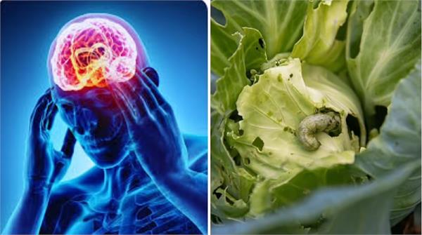 does cabbage really have worms  know