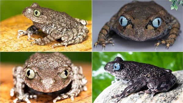 scientists  frogs  new species  research