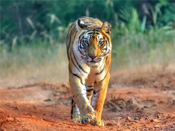 10 leopards died in madhya pradesh last year