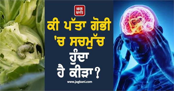 does cabbage really have worms know