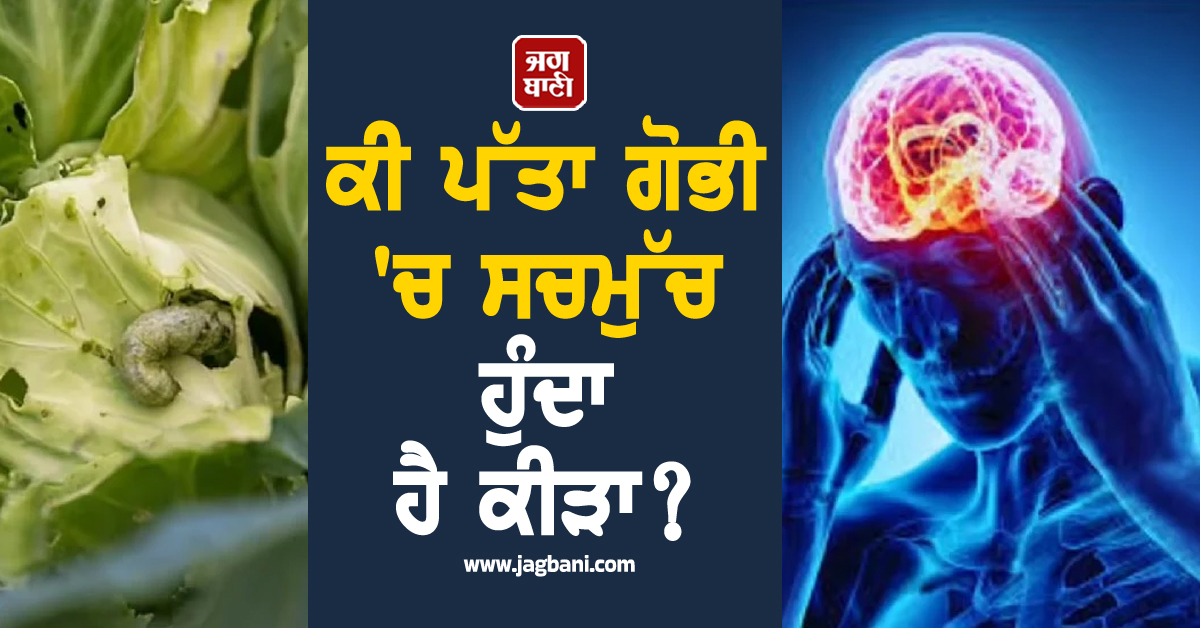 ਕੀ ਪੱਤਾ ਗੋਭੀ 'ਚ ਸਚਮੁੱਚ ਹੁੰਦਾ ਹੈ ਕੀੜਾ ? ਜਾਣੋ ਕੀ ਕਹਿੰਦਾ ਹੈ ਮੈਡੀਕਲ ਸਾਇੰਸ
