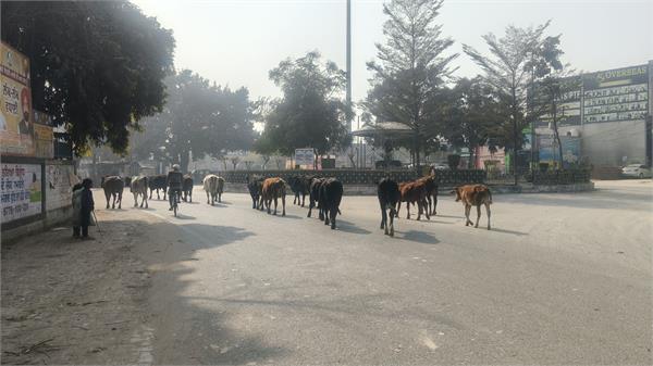 when will the residents of dharamkot get rid of stray animals