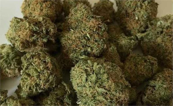 ganja worth rs 2 77 crore seized at airport