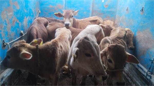villagers in nagaur beat up four youths on suspicion of cattle smuggling