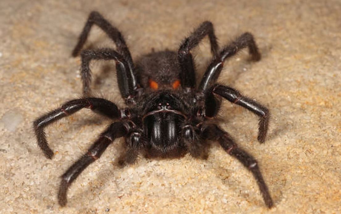 ਹੁਣ ਮਕੜੀ ਦਾ ਜ਼ਹਿਰ ਬਚਾਏਗਾ ਜਾਨ ! ਇਸ ਬਿਮਾਰੀ ਦੇ ਇਲਾਜ ਲਈ ਵਿਗਿਆਨੀਆਂ ਨੇ ਸ਼ੁਰੂ ਕੀਤਾ ਪ੍ਰੀਖਣ