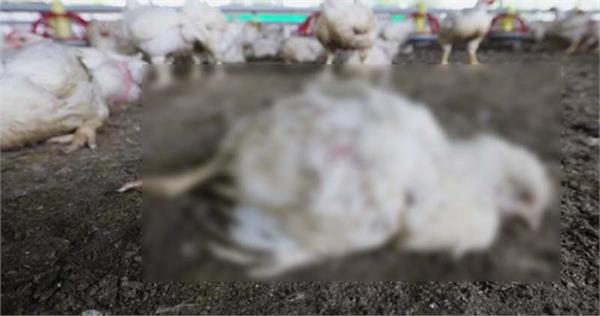 40 thousand chickens died due to collapse of poultry farm shed