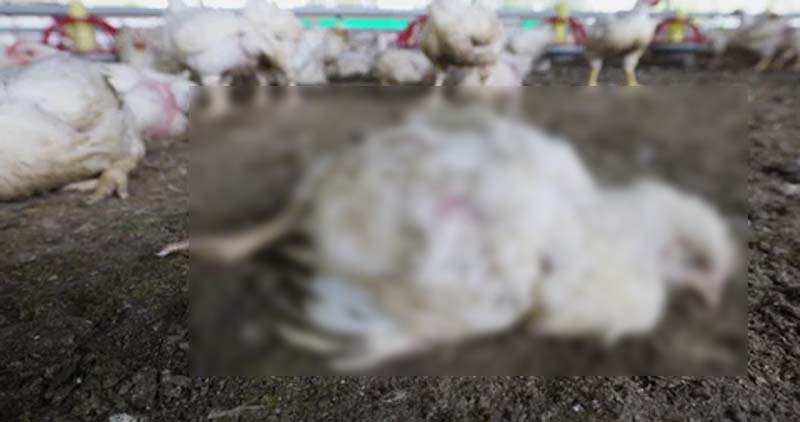 ਰੂਪਨਗਰ ਵਿਖੇ ਬਾਰਿਸ਼ ਕਾਰਨ ਮੁਰਗੀ ਫਾਰਮ ਸ਼ੈੱਡ ਡਿੱਗਣ ਕਾਰਨ 40 ਹਜ਼ਾਰ ਮੁਰਗੀਆਂ ਦੀ ਮੌਤ