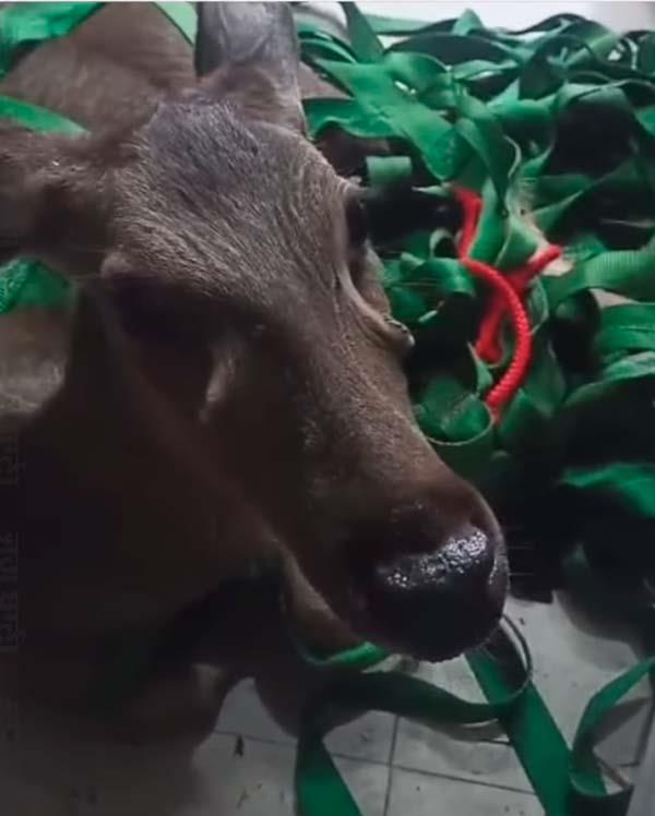 wild sambar cause stampedes in residential areas of adampur