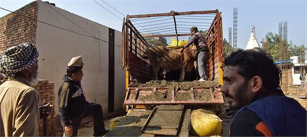 police  success  cow smuggling