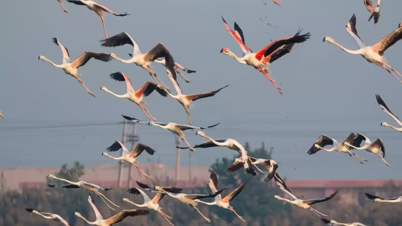 ਕੇਸ਼ੋਪੁਰ ਛੰਬ ’ਚ ਪ੍ਰਵਾਸੀ ਪੰਛੀਆਂ ਦੀ ਗਿਣਤੀ ਚਿੰਤਾਜਨਕ, ਇਸ ਸਾਲ ਪੁੱਜੇ ਇੰਨੇ ਪੰਛੀ