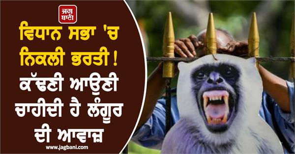 if you have the talent to imitate a langur s voice apply soon