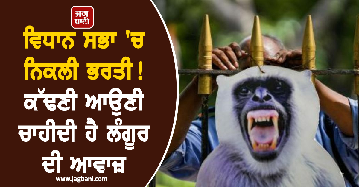 ਵਿਧਾਨ ਸਭਾ 'ਚ ਨਿਕਲੀ ਭਰਤੀ ! ਕੱਢਣੀ ਆਉਣੀ ਚਾਹੀਦੀ ਹੈ ਲੰਗੂਰ ਦੀ ਆਵਾਜ਼, ਦਿੱਲੀ PWD ਨੇ ਜਾਰੀ ਕੀਤਾ ਟੈਂਡਰ