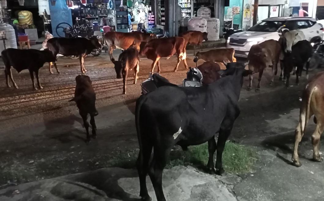 ਹੁਣ ਬੇਸਹਾਰਾ ਪਸ਼ੂ ਪਾਲਣ ''ਤੇ ਮਿਲੇਗੀ 12 ਹਜ਼ਾਰ ਰੁਪਏ ਮਹੀਨਾ ਤਨਖਾਹ, ਜਾਣੋ ਮਾਮਲਾ