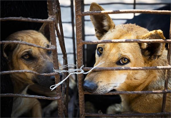 meat seller arrested for stabbing pet dog dead
