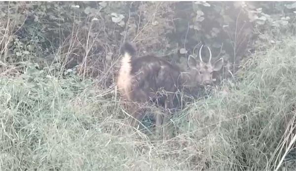wild sambar causes stampede at pathankot chowk in jalandhar