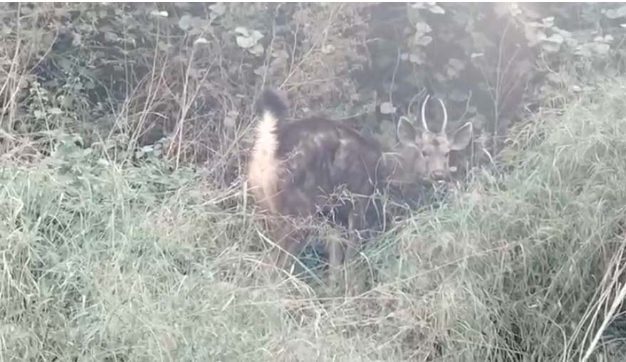 ਜਲੰਧਰ ਦੇ ਇਸ ਇਲਾਕੇ ''ਚ ਸਾਂਬਰ ਨੇ ਪਾ ''ਤੀਆਂ ਭਾਜੜਾਂ, ਦਹਿਸ਼ਤ ''ਚ ਲੋਕ