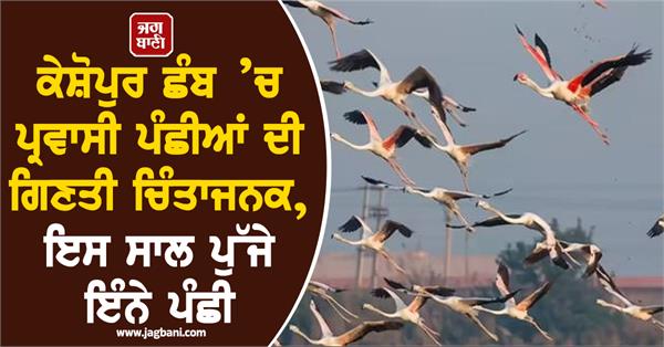 the number of migratory birds in keshopur chhamb