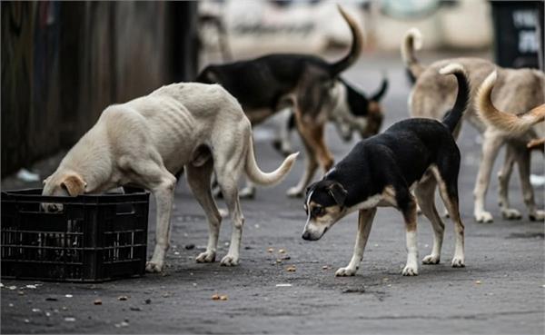 delhi municipal corporation  stray dogs  35 crores  budget  microchip