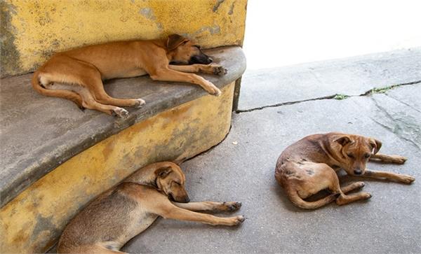 election promises  stray dogs  murder  sarpanch