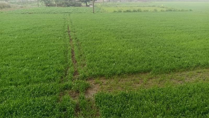 ਹਲਕੀ ਤੋਂ ਦਰਮਿਆਨੀ ਬਾਰਿਸ਼ ਨਾਲ ਹੋਇਆ ਨਵੇਂ ਸਾਲ ਦਾ ਸਵਾਗਤ