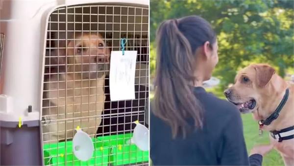 couple spends rs 1 5 million to take pet dog to australia