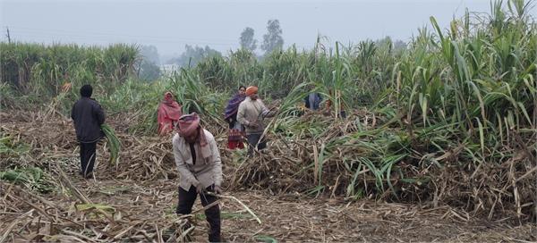 sugar mills are struggling with sugarcane shortage