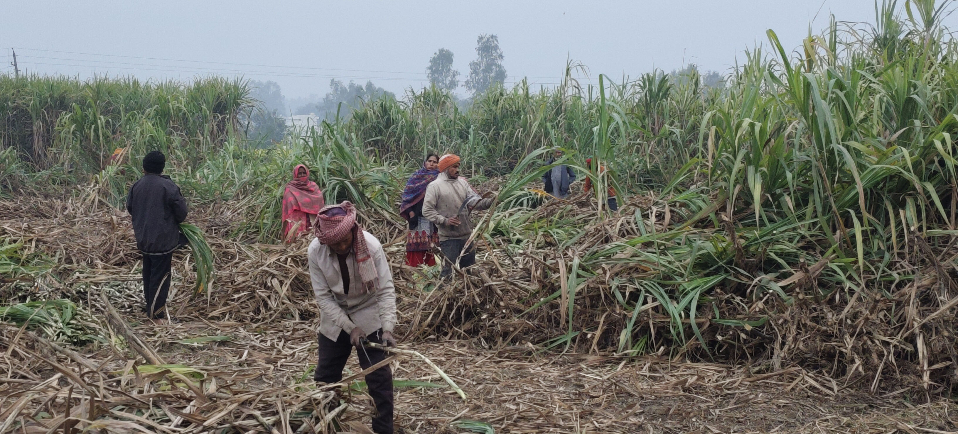 ਮਜ਼ਦੂਰਾਂ ਦੀ ਭਾਰੀ ਘਾਟ ਕਾਰਨ ਗੰਨੇ ਦੀ ਕਮੀ ਨਾਲ ਜੂਝ ਰਹੀਆਂ ਹਨ ਸ਼ੂਗਰ ਮਿੱਲਾਂ