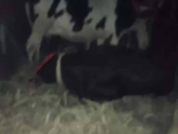 ਜਲੰਧਰ ''ਚ ਗਊ ਤਸਕਰੀ ਦਾ ਪਰਦਾਫ਼ਾਸ਼! ਹਿੰਦੂ ਜਥੇਬੰਦੀਆਂ ਨੇ ਟਰੱਕ ਨੂੰ ਘੇਰ ਡਰਾਈਵਰ ਨੂੰ ਕੀਤਾ ਕਾਬੂ